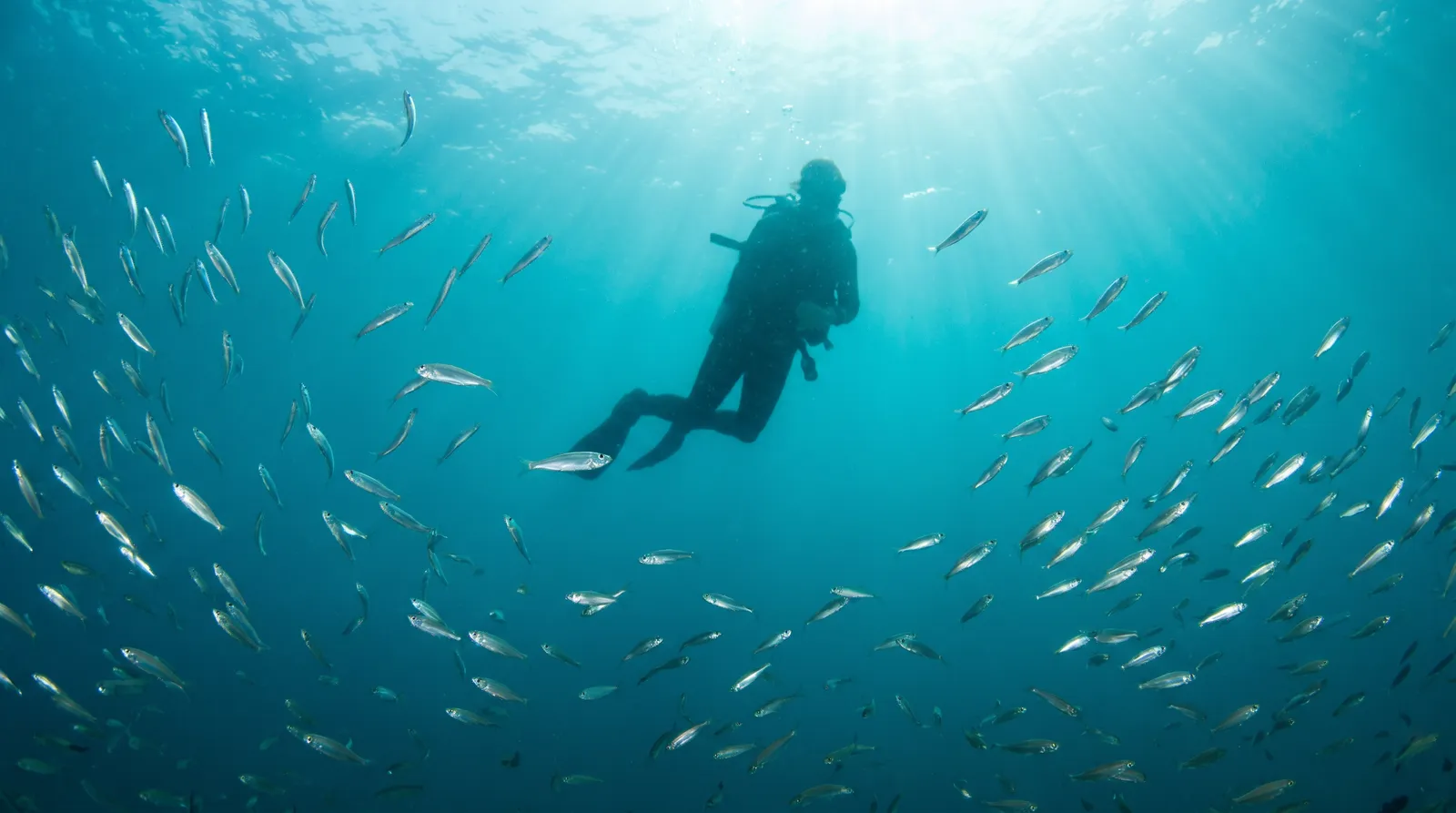 Silhouette d’un plongeur remontant dans une eau tropicale claire entourée de poissons