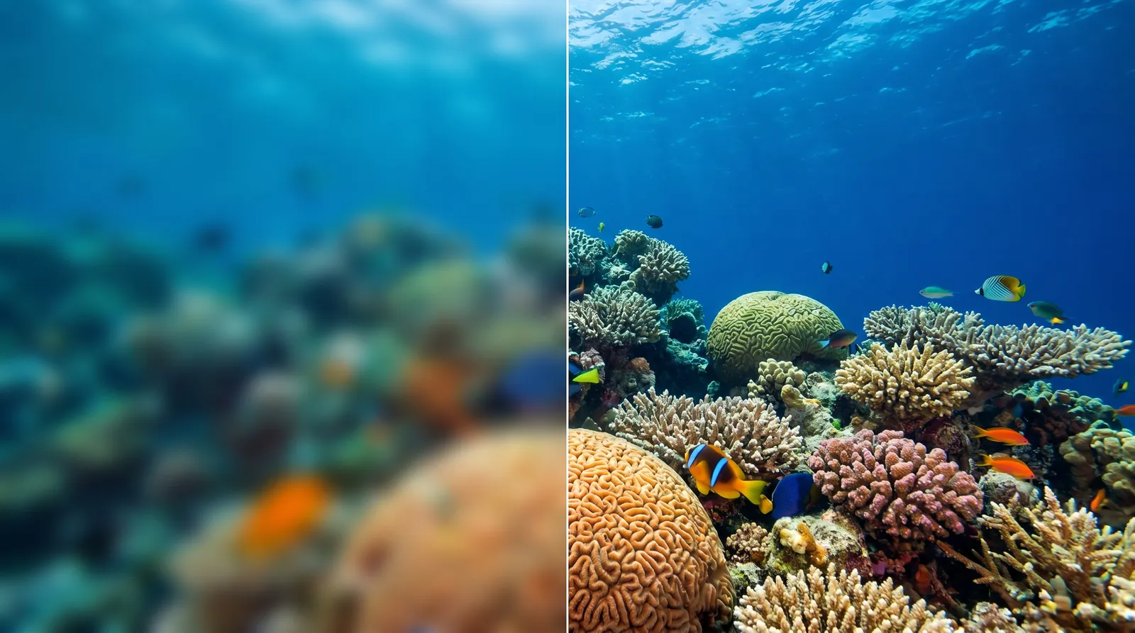 Comparaison sous-marine avant/après correction : récif flou à gauche, net à droite